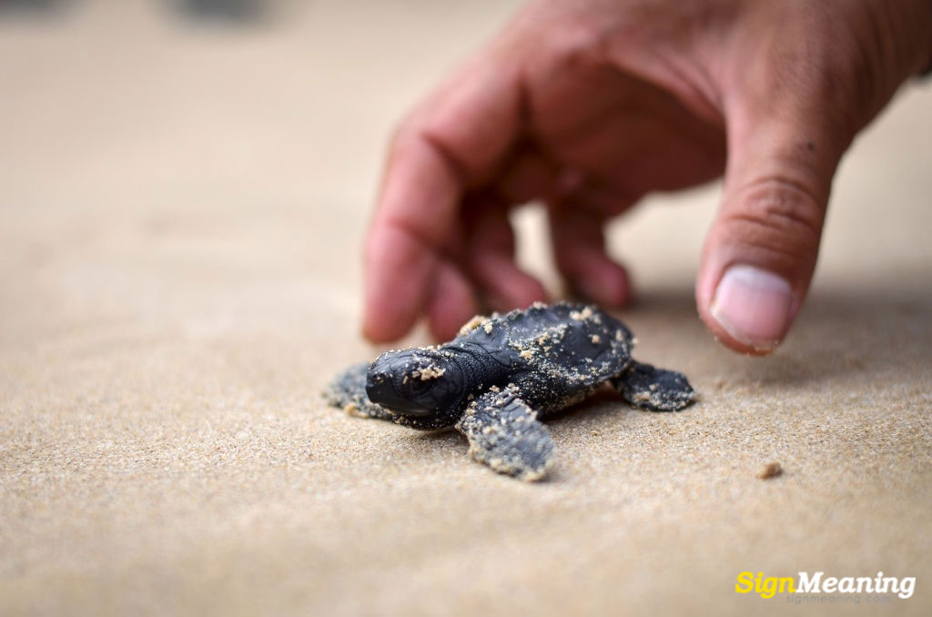 dreams about baby turtles