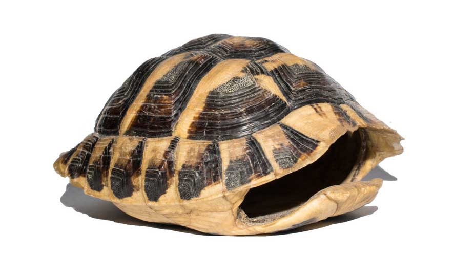 dream about turtle shells