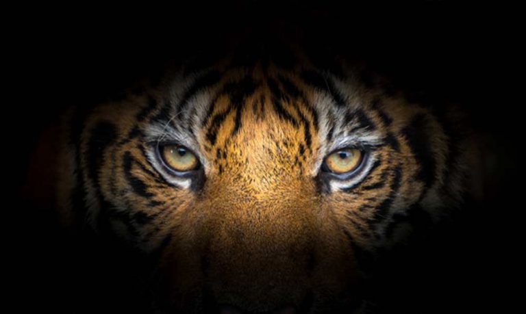 dreams-about-tigers-meaning-and-interpretation-sign-meaning