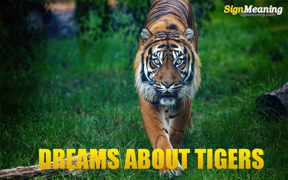 dreams-about-tigers-meaning-and-interpretation