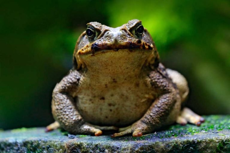 Frog Symbolism & Meaning Spirit, Totem, & Power Animal