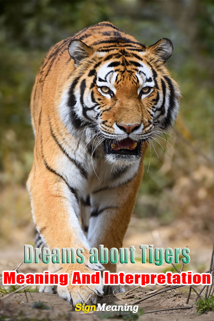 what does it mean when you dream about a tiger pinterest