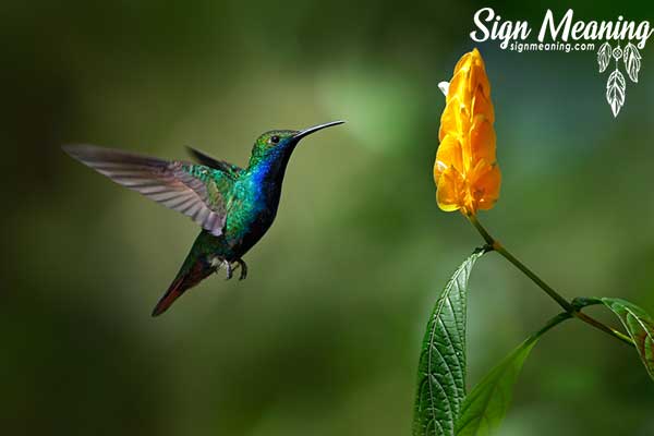 hummingbird spiritual meaning