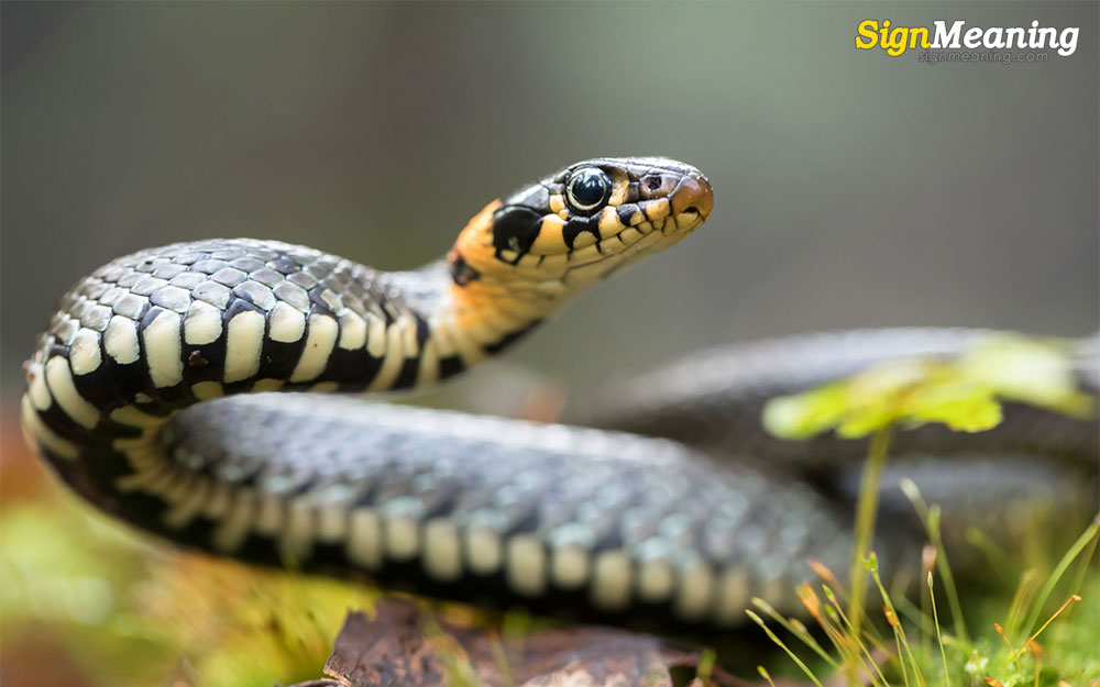 spiritual meaning of snakes in dreams