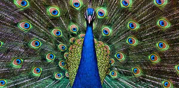 what-does-a-peacock-symbolize