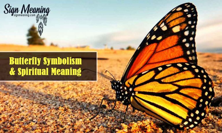 what-does-it-mean-when-you-see-a-butterfly-meaning-and-symbolism