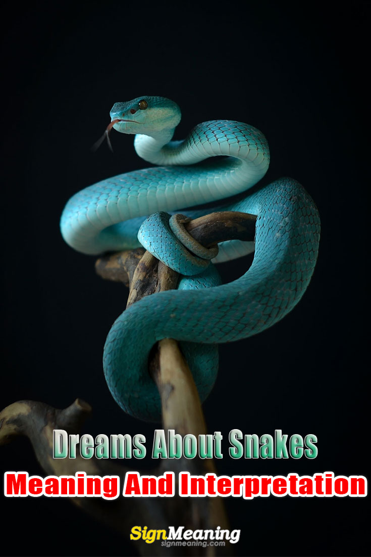 what does snake dreams mean pinterest