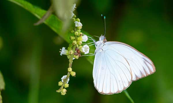 What Does It Mean When You See A Butterfly Butterfly - 