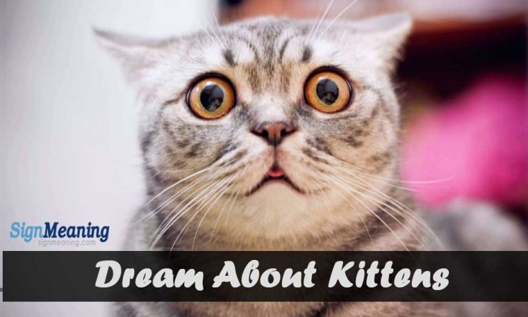 Dreams About Kittens – Meaning And Interpretation