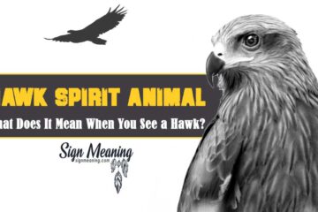 Hawk Spirit Animal – What Does It Mean When You See a Hawk?