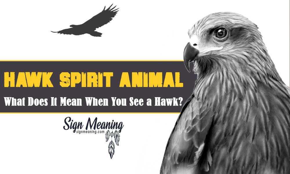 hawk-spirit-animal-what-does-it-mean-when-you-see-a-hawk