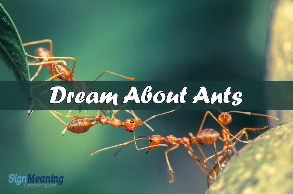 dream about ants