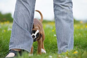 The Symbolic Interpretations Of Dog Biting Dreams - Sign Meaning