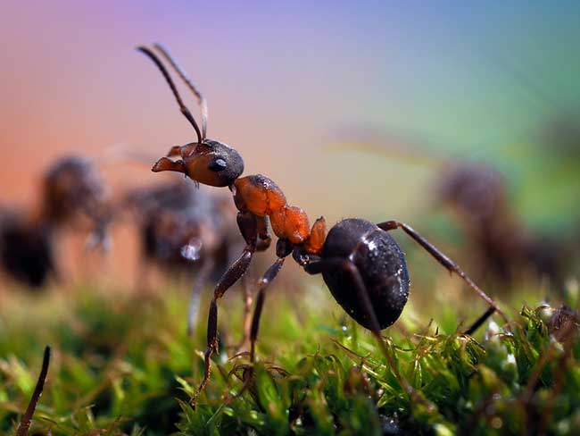 spiritual meaning of ants