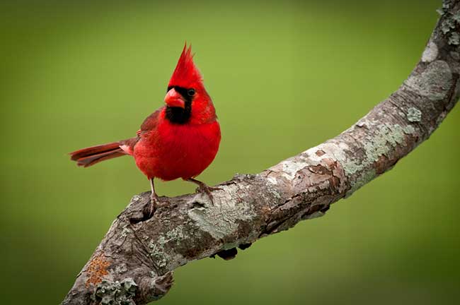 spiritual meaning of birds flying around you