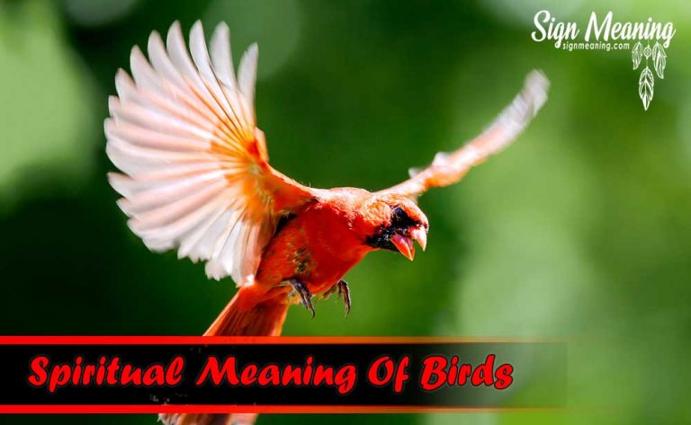 What Does It Mean When You See A Red Bird? - Sign Meaning