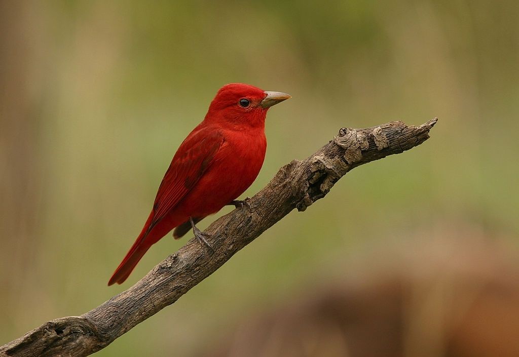 what does it mean when you see a red bird