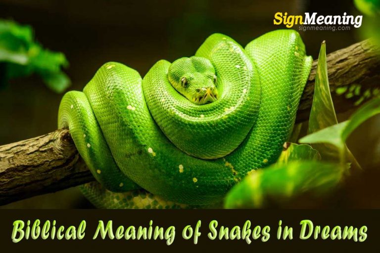 biblical-meaning-of-snakes-in-dreams-sign-meaning