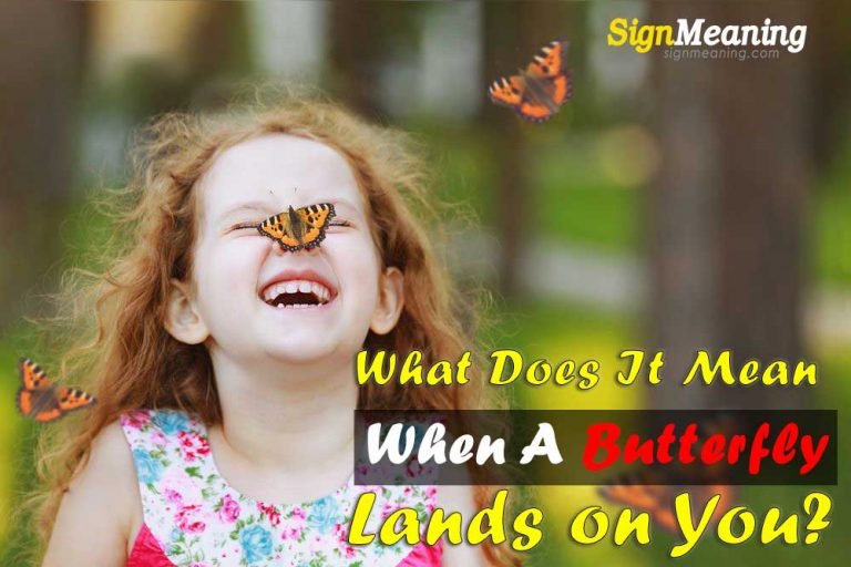 What Does It Mean When A Butterfly Lands On You Sign Meaning