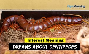 symbolism centipede