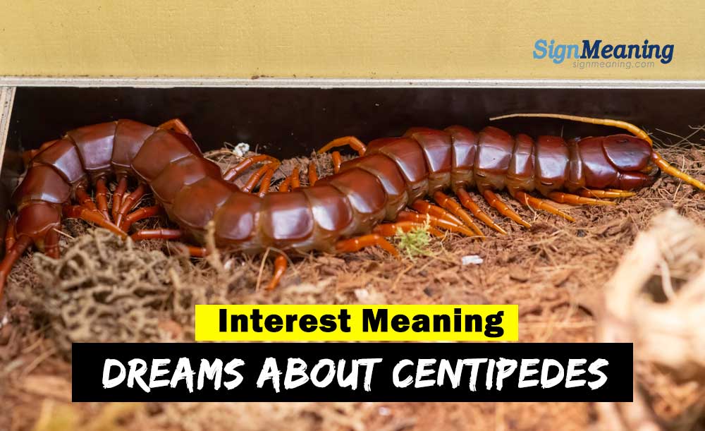 dreams about centipede