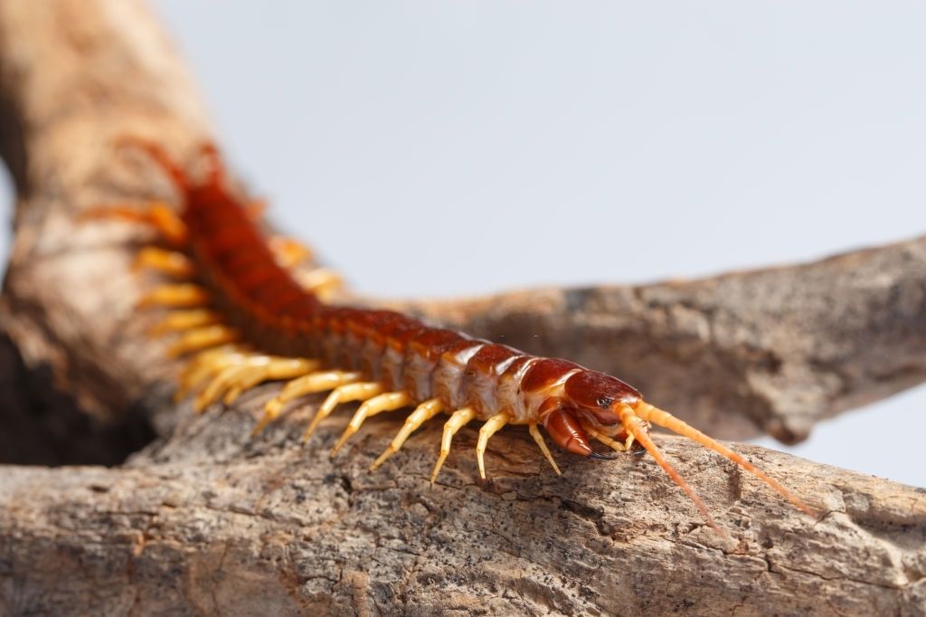 what do centipedes mean spiritually