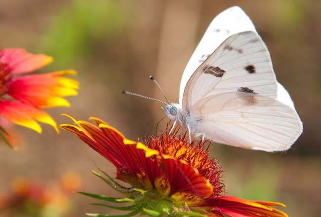 white butterfly