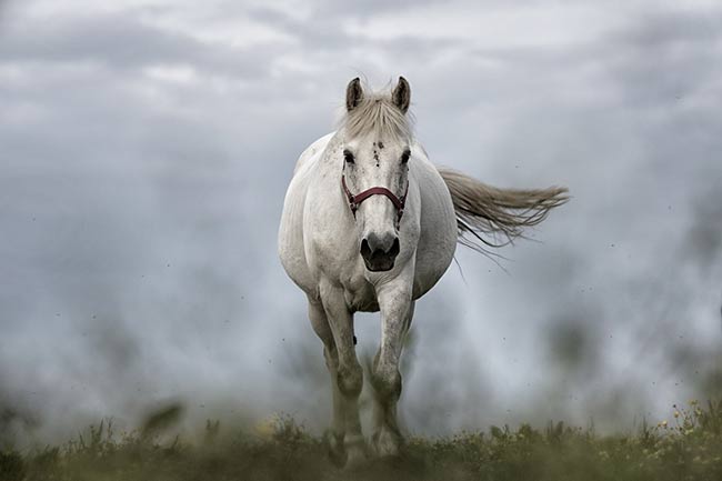 Dreaming about White Horses