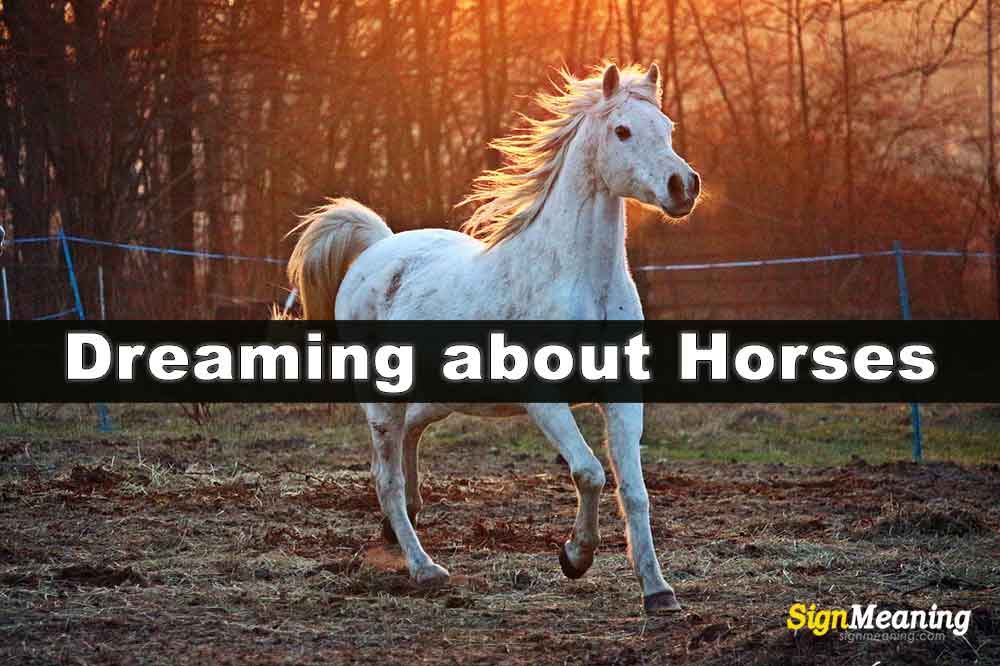 Spiritual Meaning Of Dreaming Of A White Horse