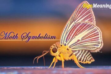 Moth Symbolism And Spiritual Meaning