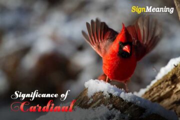 Symbolism Behind the Red Bird: What Does It Mean When You See A Cardinal?