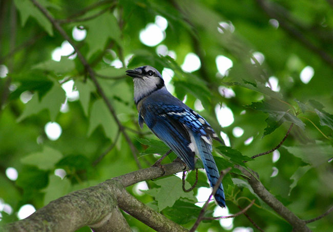 Blue Jay Spirit Animal