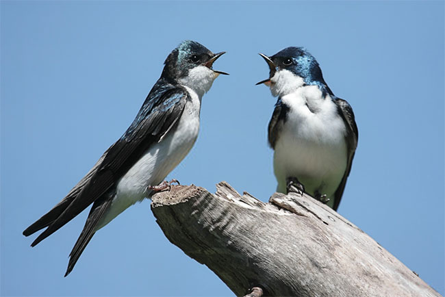 Pair of Swallows on a stump