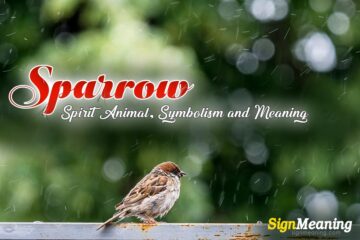 Sparrow – Spirit Animal, Symbolism and Meaning