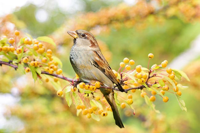 Sparrow bird meaning