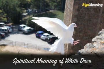 Spiritual Meaning of White Dove