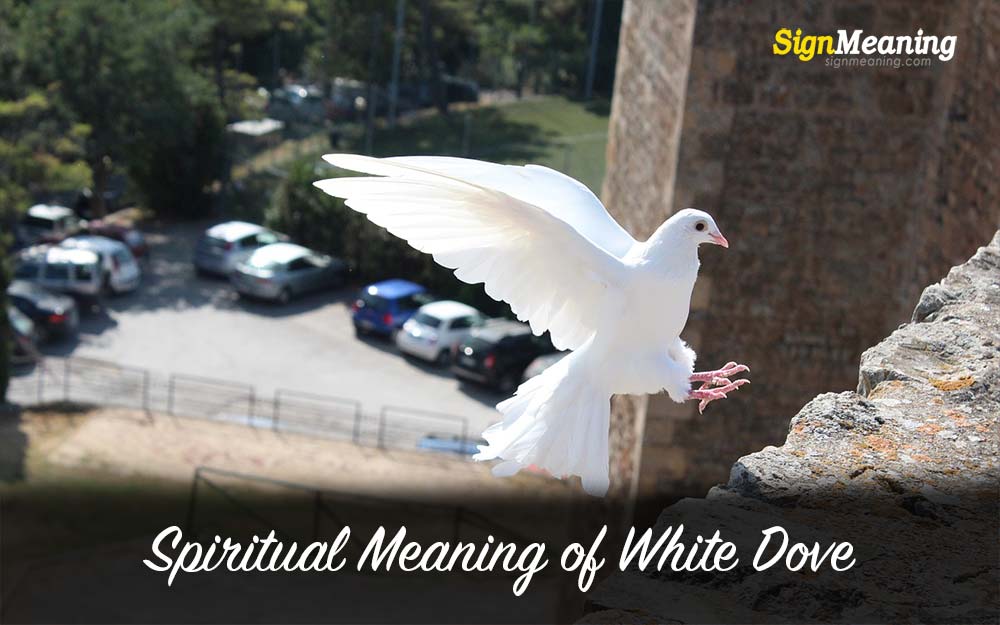 Spiritual Meaning of White Dove