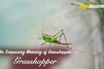 The Surprising Meaning of Grasshopper