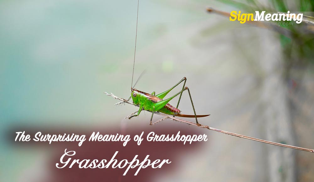 The Surprising Meaning of Grasshopper