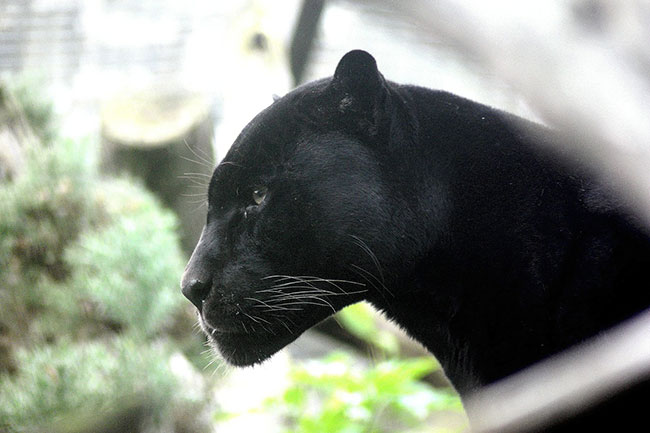 black panther in dream