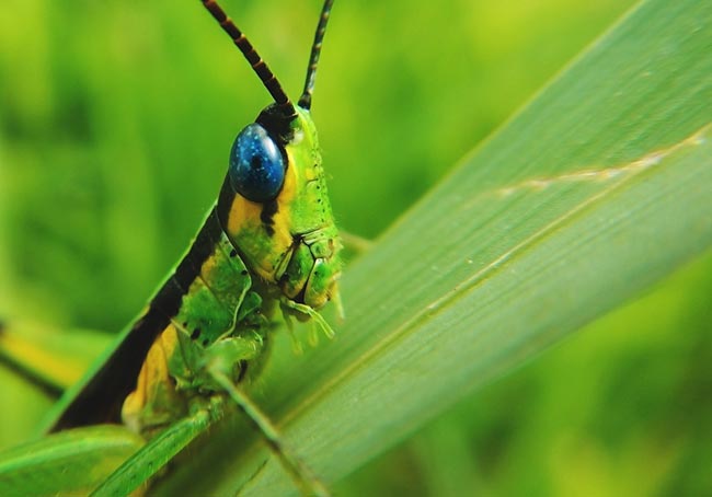 grasshopper spirit Animal