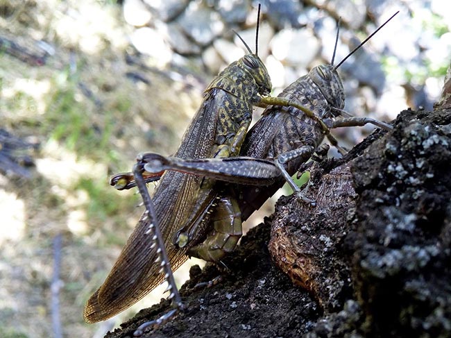 betydelse av gräshoppa