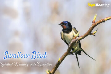 Swallow Bird – Spiritual Meaning and Symbolism