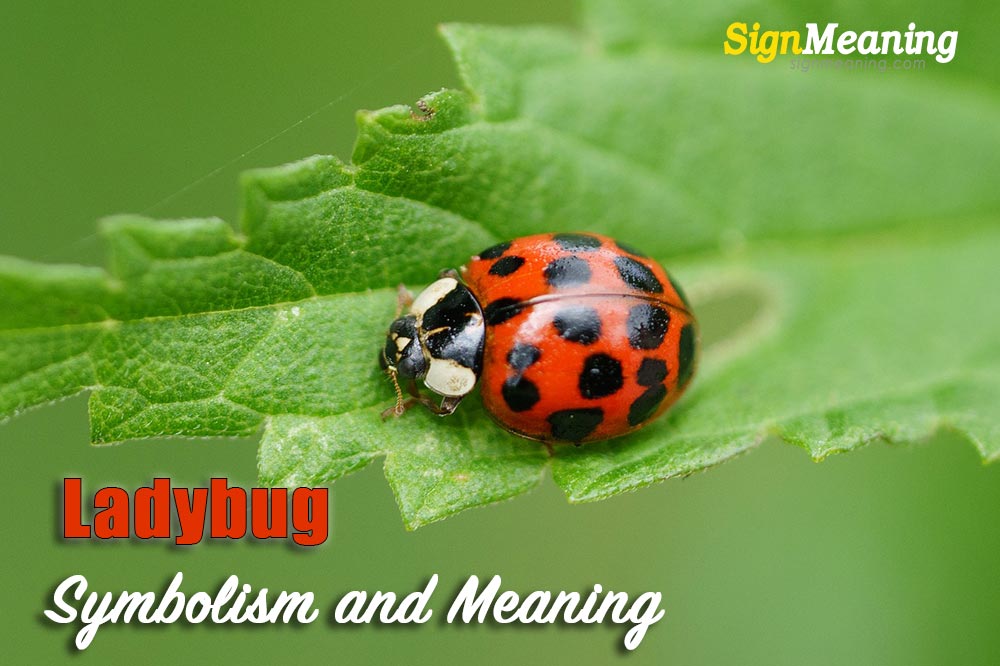 symbolism of ladybugs