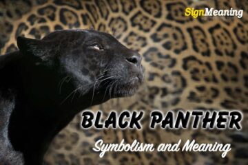 Black Panther – Spirit Animal, Symbolism and Meaning