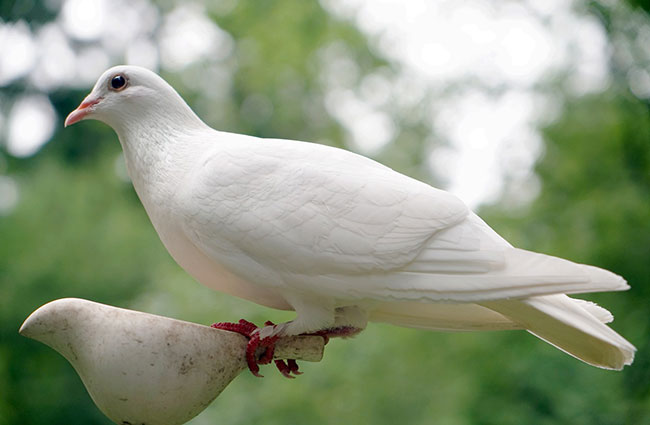 white dove spirit animal