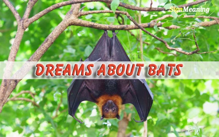 Dreams About Bats – Meaning and Interpretation - Sign Meaning