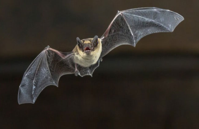 Flying bat