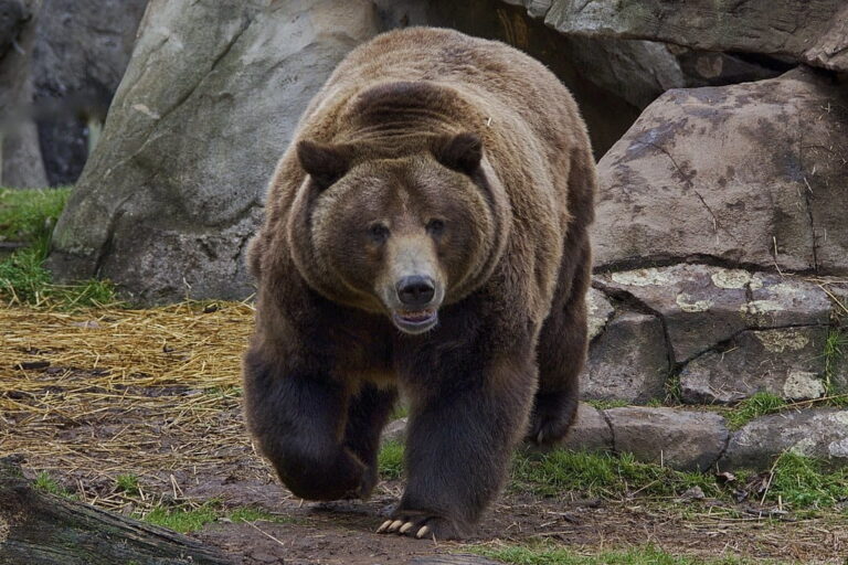 what-does-it-mean-when-you-dream-about-being-chased-by-a-bear-sign