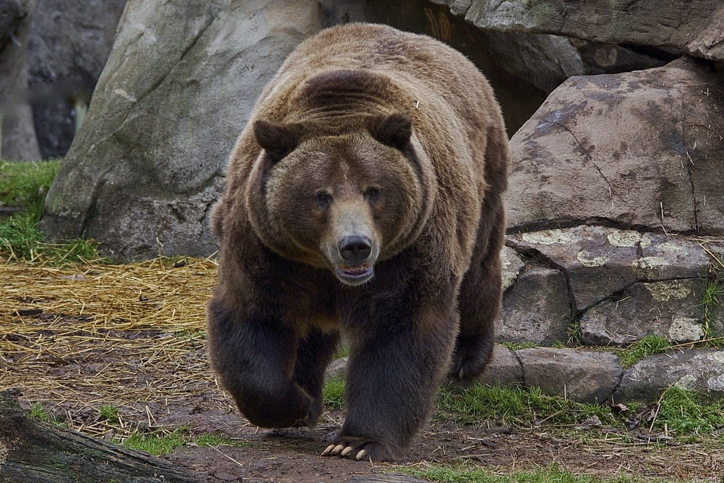 being chased by a bear dream